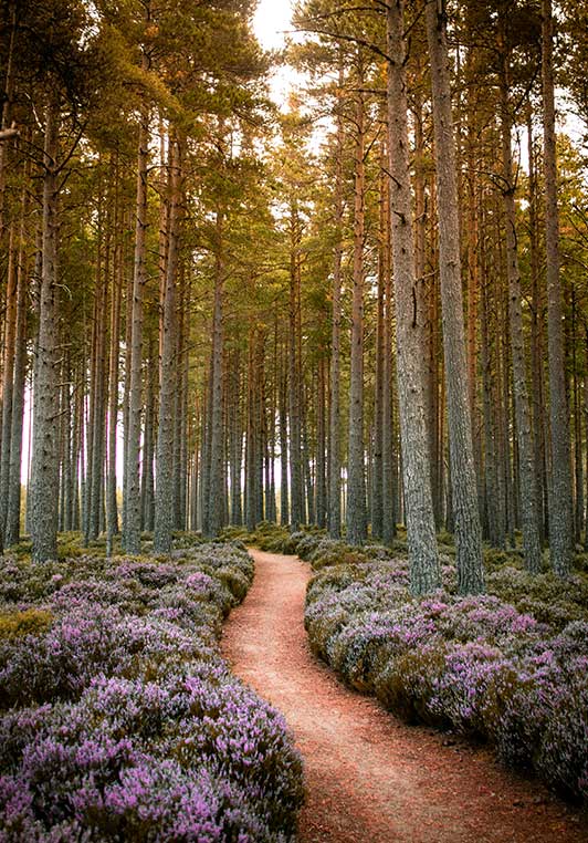 Wald Navigationssystem
